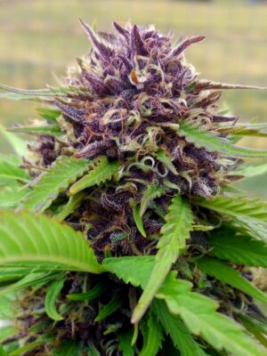 Humboldt Headband 3.5g Hybrid