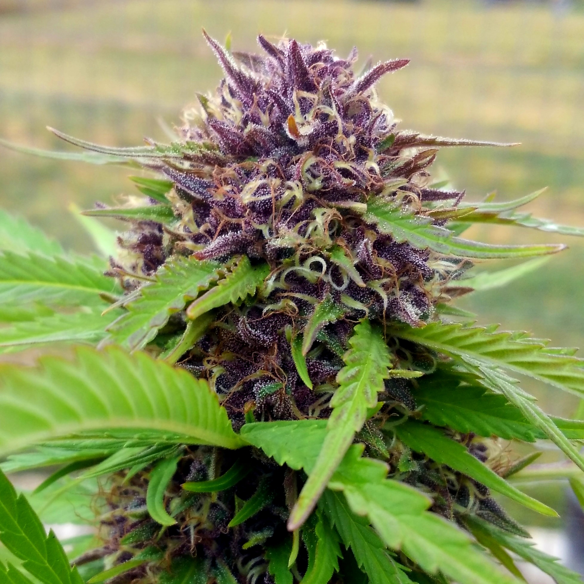 Sour Alien OG