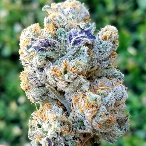 Pre-Roll Reserva Privada Kosher Kush