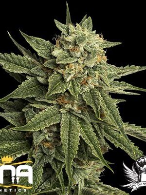 Holy Grail Kush 3.5g Hybrid