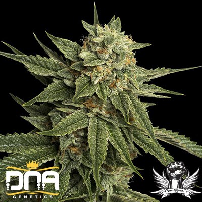 Holy Grail Kush 3.5g Hybrid